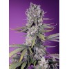 Papaya Zoap F1 Fast Version
